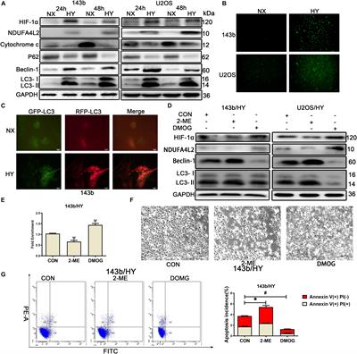 NDUFA4L2 Regulated by HIF-1α Promotes Metastasis and Epithelial–Mesenchymal Transition of Osteosarcoma Cells Through Inhibiting ROS Production